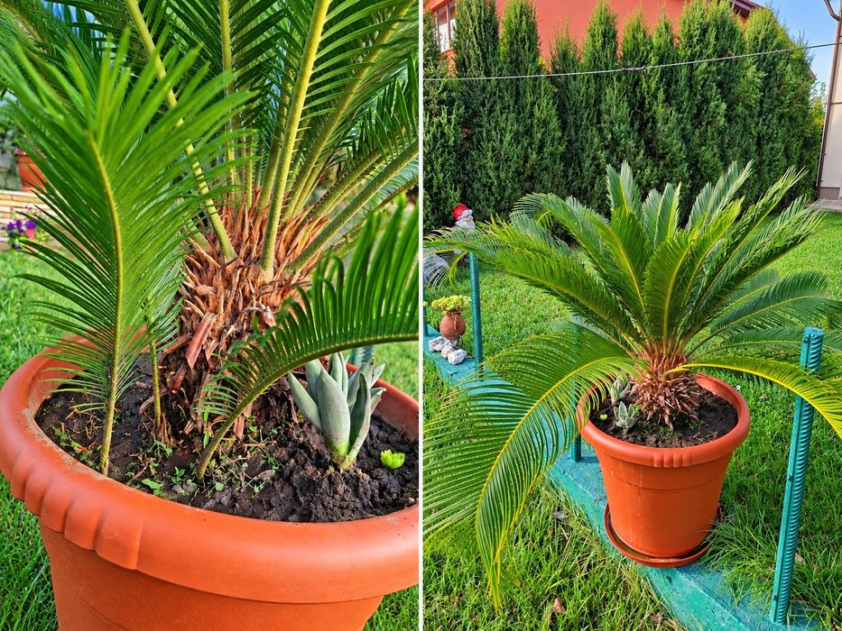 Cycas Revoluta (Palmier Sago), plantă exotică + ghiveci inclus