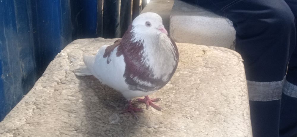 Отдам бесплатно голубя