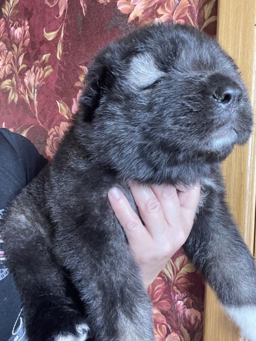 Щенки кавказской овчарки