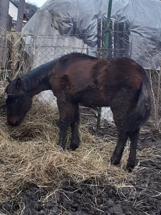 Mânz vânzare/schimb Semigreu cu Ardenez
