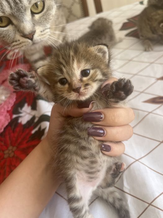 Отдам котят в добрые руки!!!