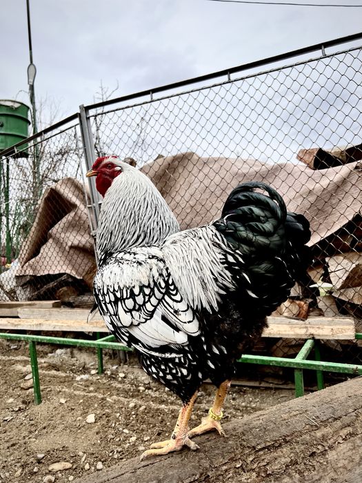 TOP Oua incubat Wyandotte Argintiu Trimit prin curier in toata tara