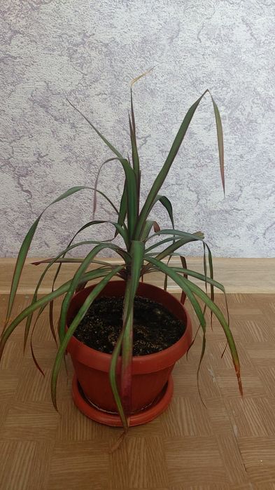 Продам комнатные цветы.