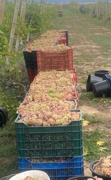 Struguri pentru vin!