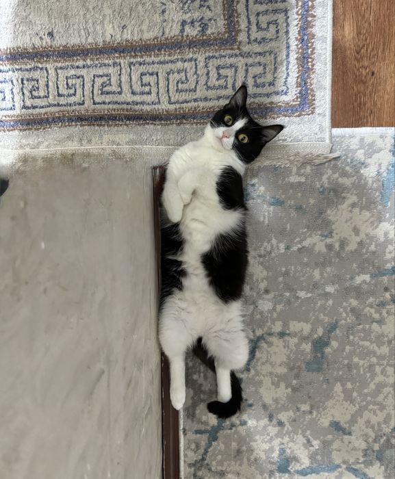 кот в хорошие руки