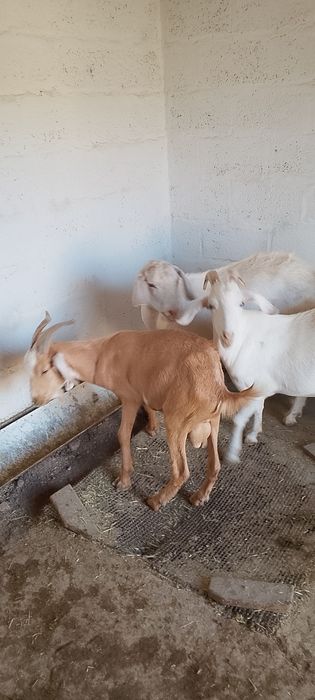 Козёл на породу.