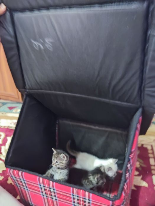 Дом для кошек размер 60*30