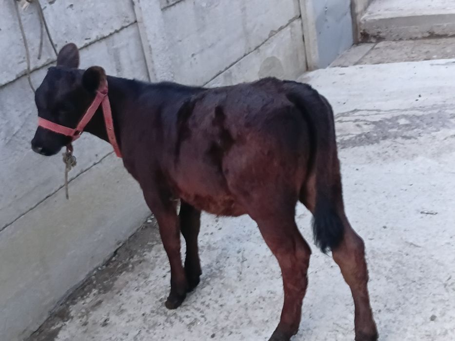 Vand vițea angus de 3 luni jumate