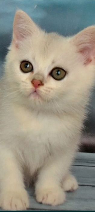 British Shorthair alb!!!