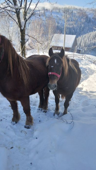 De vânzare două iepe