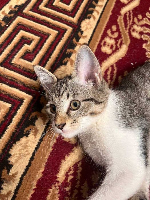Отдам котят/ Mushukchalarni beraman