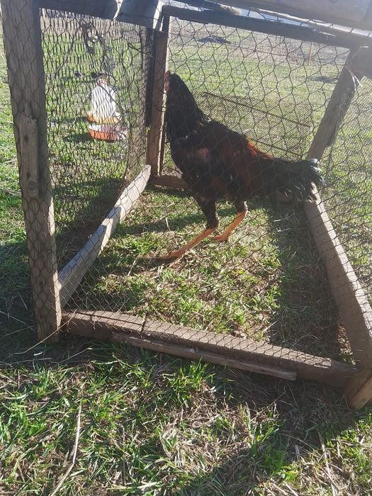 Продам дакана срочно