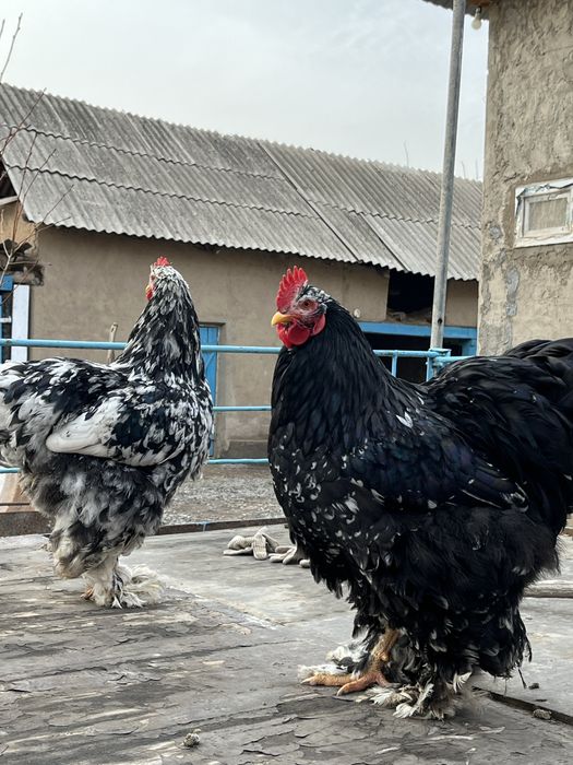 Кохинхин мраморный петухи 2 шт