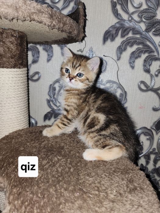 Scottish shinshila 2 oylik sotiladi