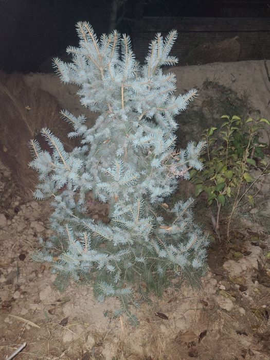 Archa голубой ель и серебристый ель