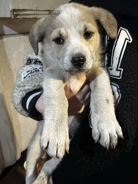 Отдам щенка майкудук