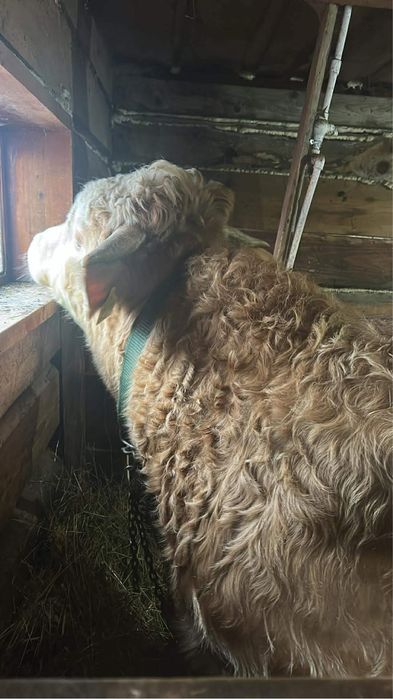 Tauras de vanzare vitel