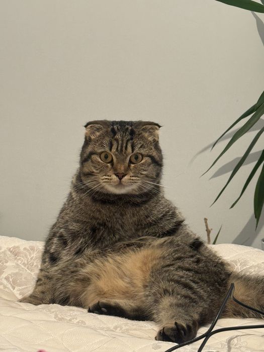 кошка шотландская вислоухая