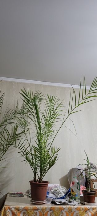 Пальма финиковая