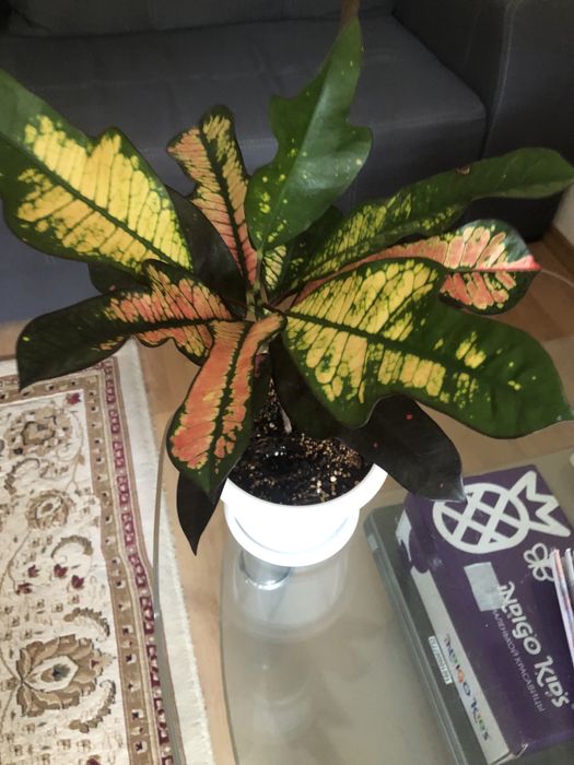 Продам кротон Вилма