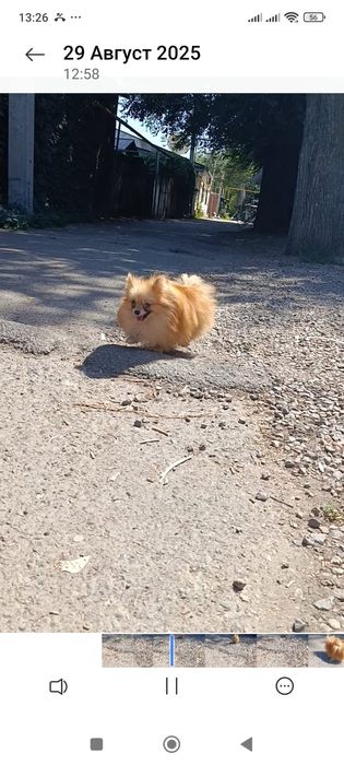 Мальчик шпиц с документами миник