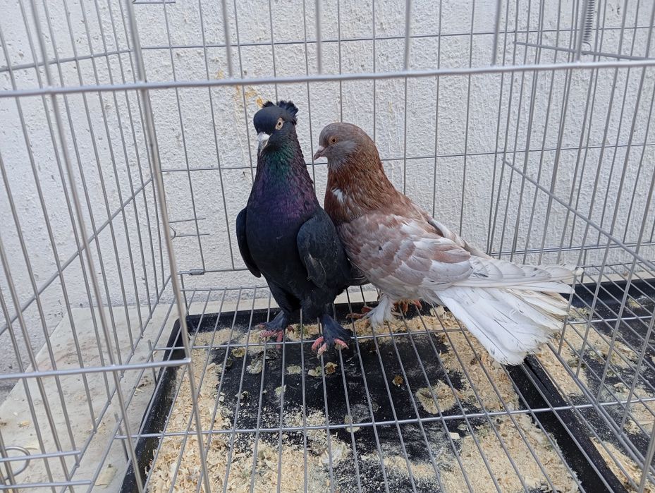 Продаются голуби породы Такла