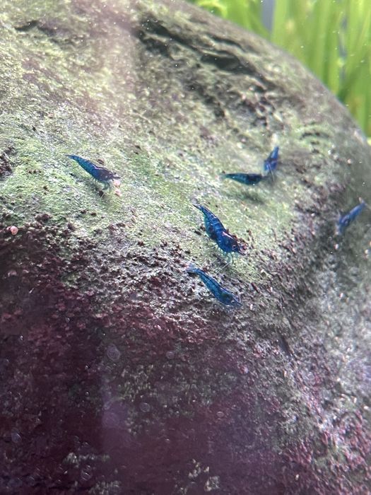 Creveti Blue Dream (Neocaridina davidi) / Melci asasini / Hrana vie
