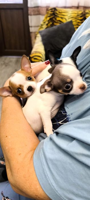 Акция! Продам # щенки# Чихуахуа 3 мальчика