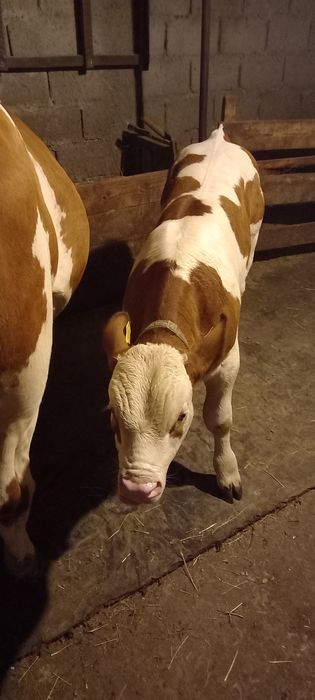 Vând vițel de rasă Bălțată Românească Vârsta 6 luni.