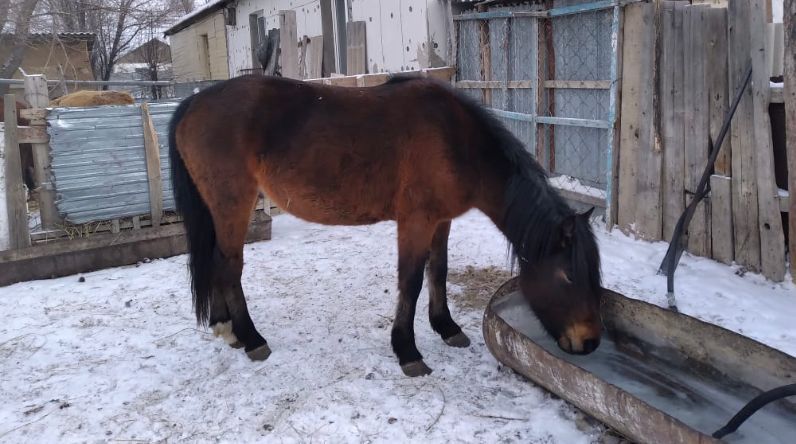 Срочно Продам Скот