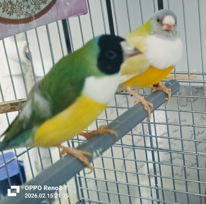 Amadina gulda privaznoyla