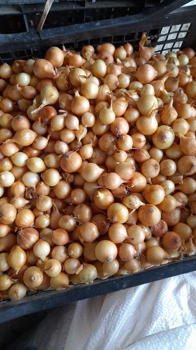 Usturoi românesc de Copalau soiuri de toamna și primăvară