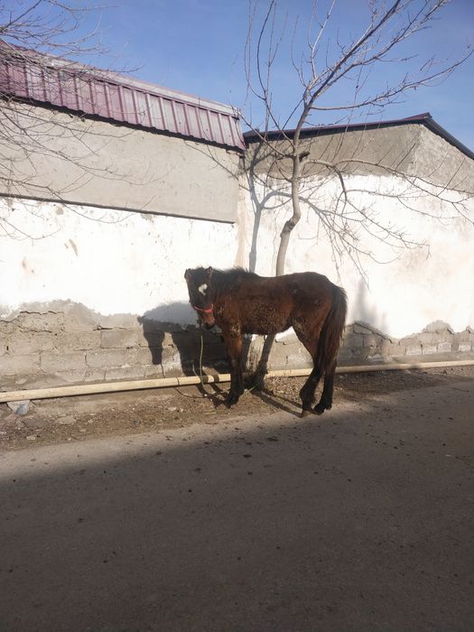 Тойлар сотиладии