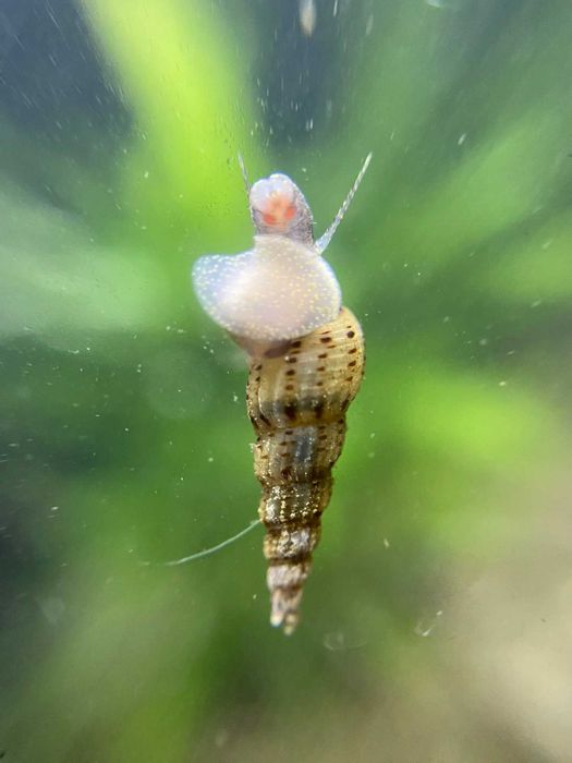Аквариумни охлюви Мелания (Malaysian Trumpet Snails) – санитари за аквариум