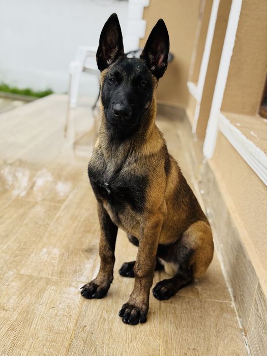 Белгийска Овчарка Малиноа