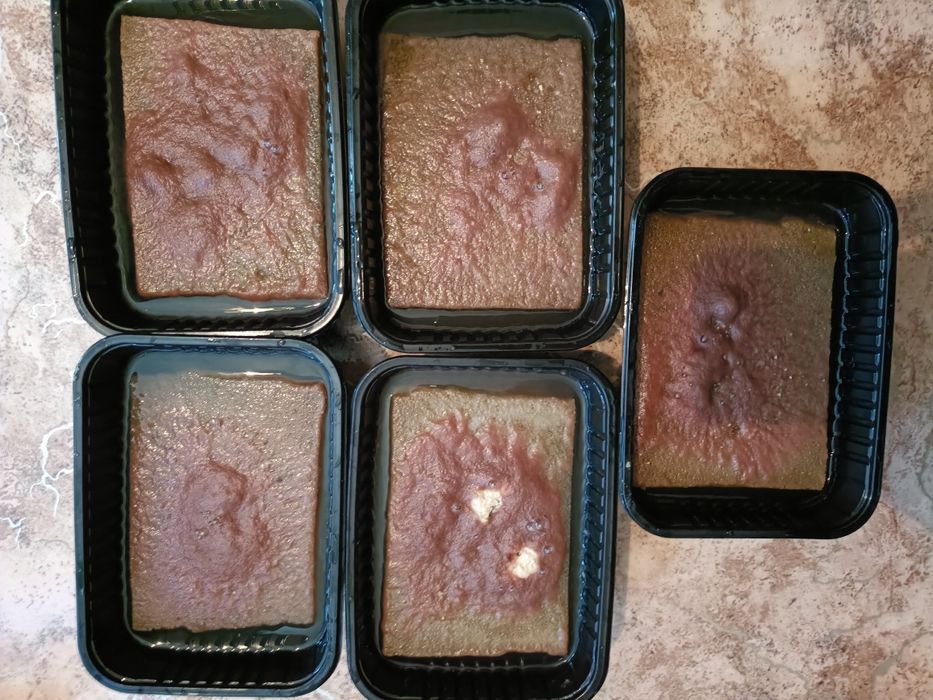 Аулофорус,живой корм