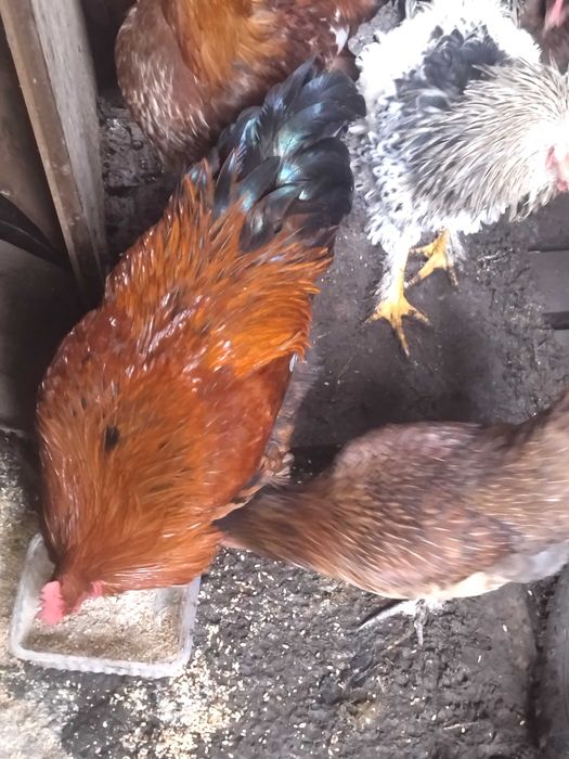 Млади домашни петли