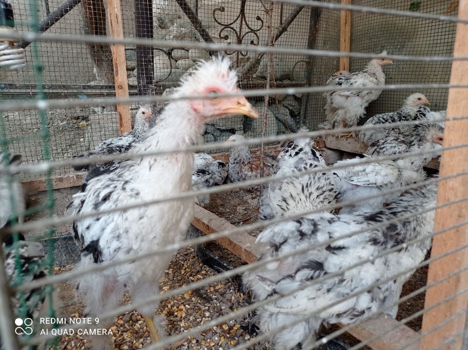 Брама жужулари сотилади