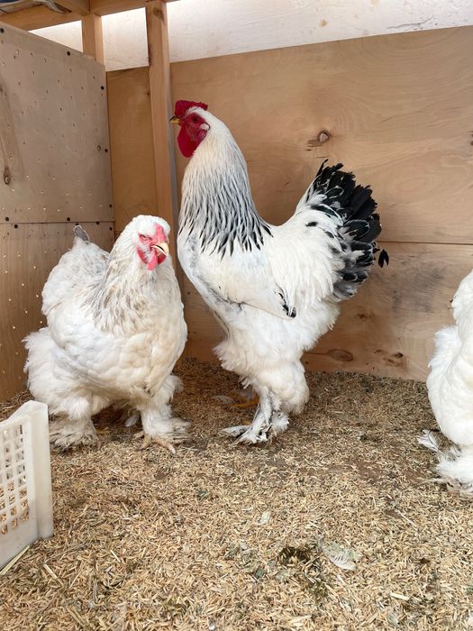 Brama oilasi 1+2 Sotiladi