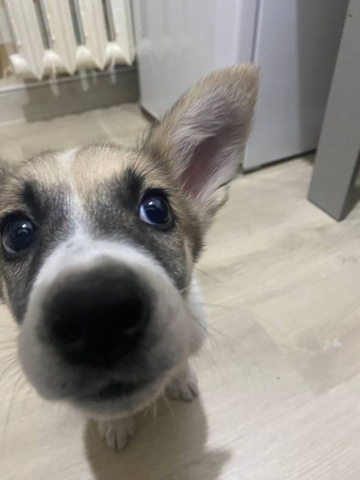 Щенок девочка в добрые руки