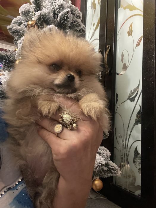 Щенки померанского шпица