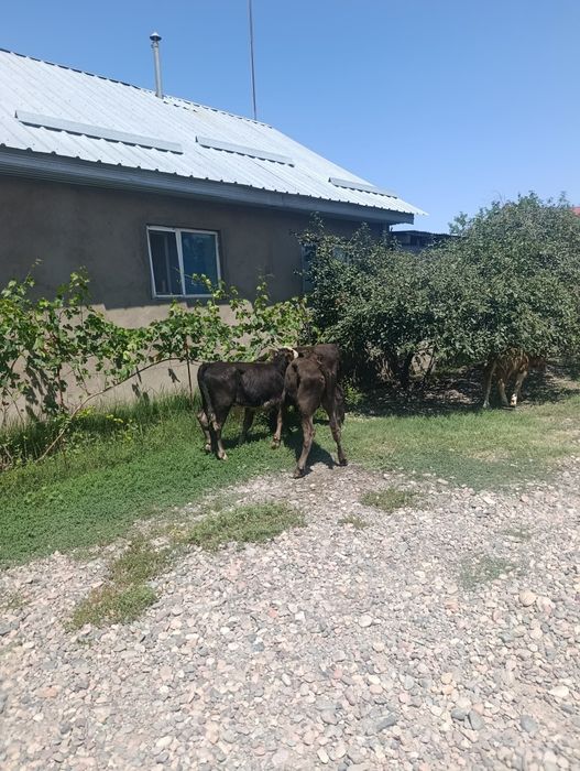 Продаются бычки.