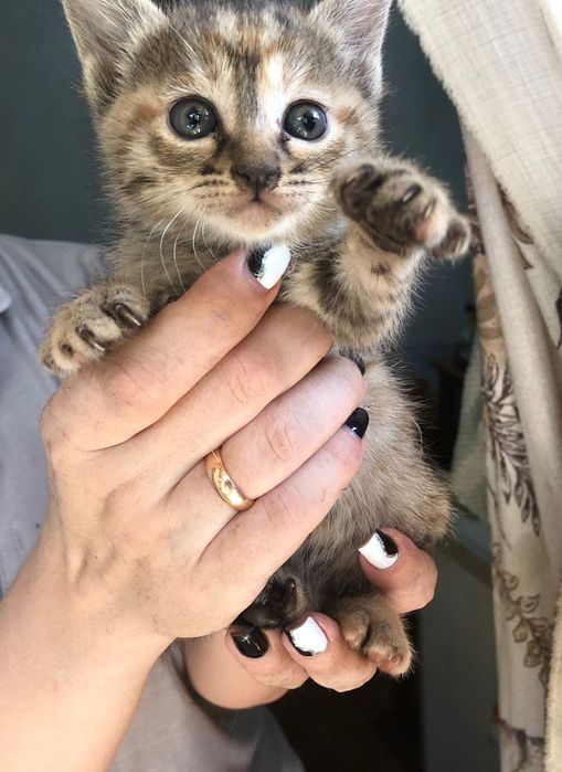 Отдам в хорошие руки