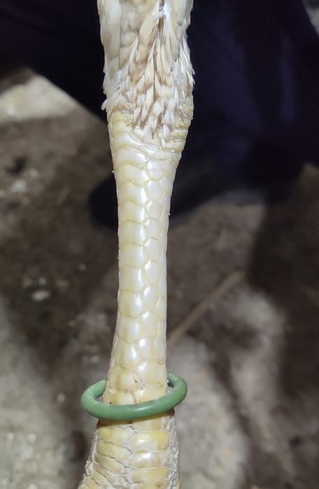 00 тали дакан жужа макёнлар оптом ва донага сотилади тухумда