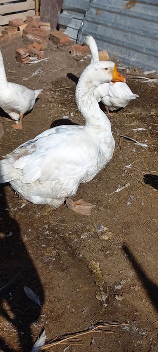 Продам гусей холмогоров 2 годовалых