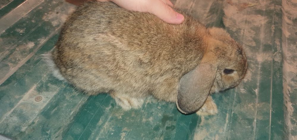 Карликовые кролики / karlik baran