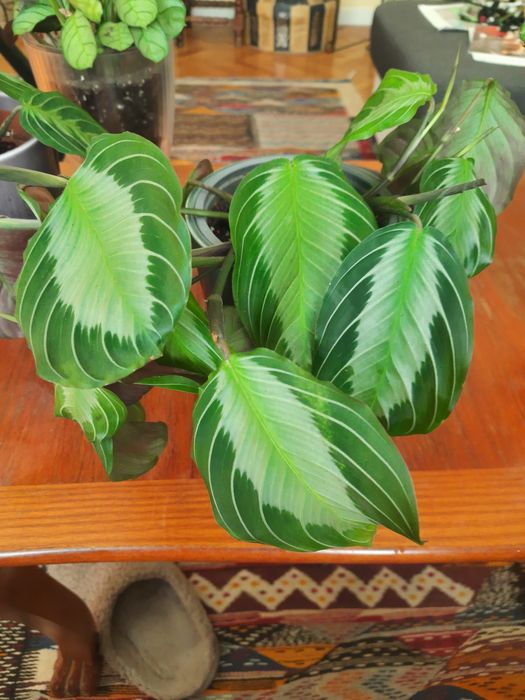 Flori tropicale Calathea, Ctenante si Maranta cu colorit deosebit.