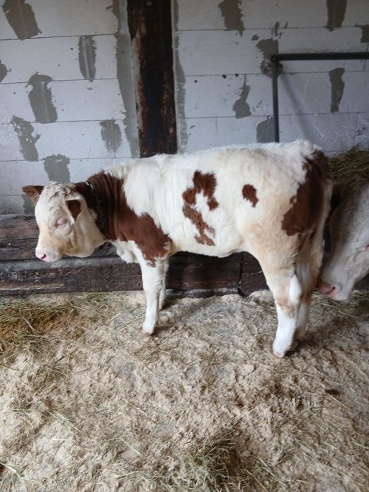 Vând vaca cu vițea