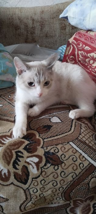 Отдам кота  бесплатно