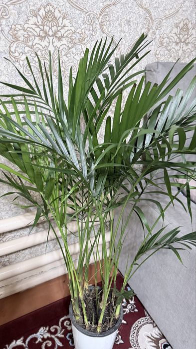 Dypsis Palma boyi tuvagi bilan 130sm. Yaxshi xolatda.